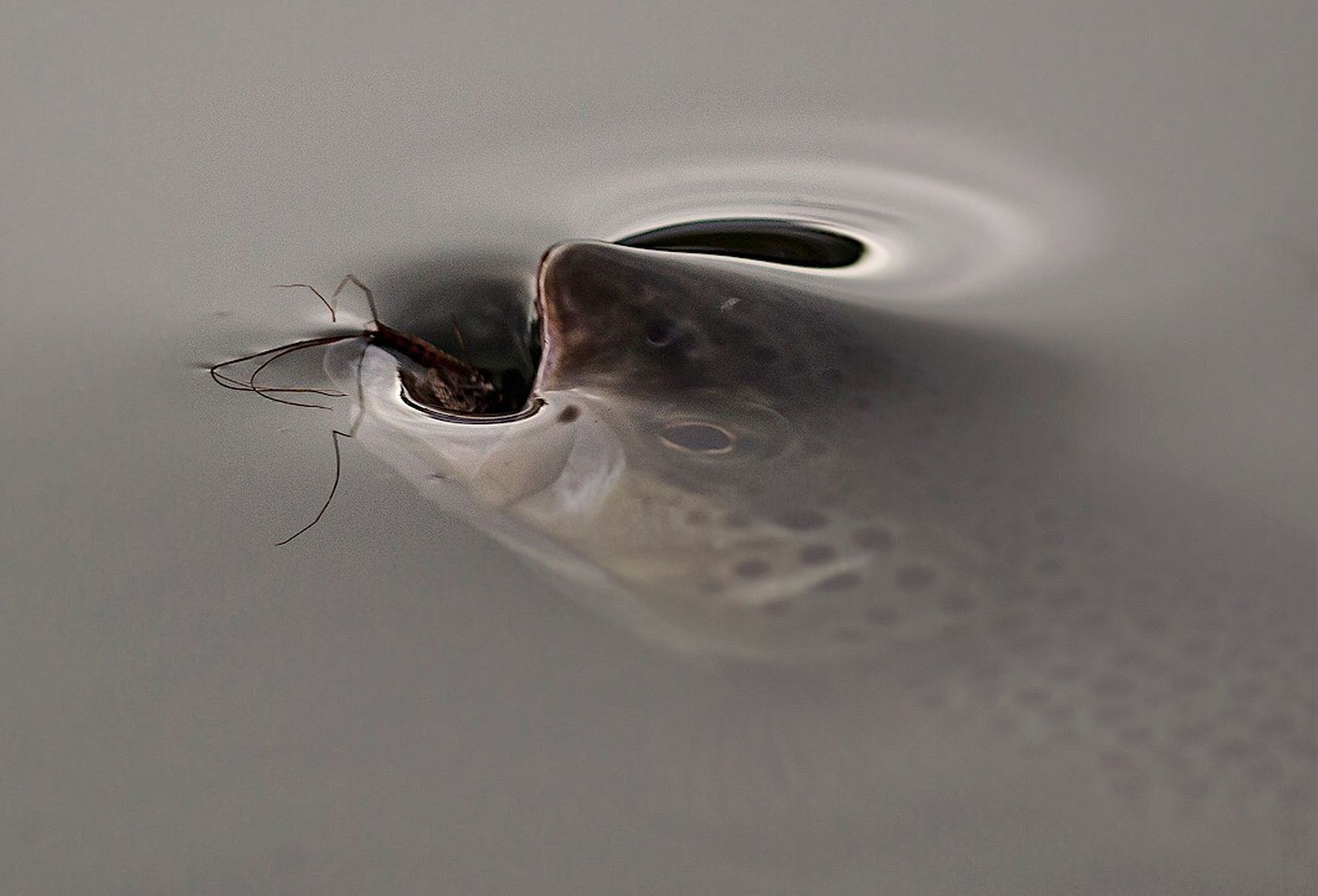 Fish having a meal