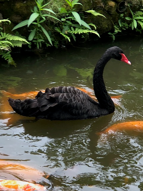 Black Swan