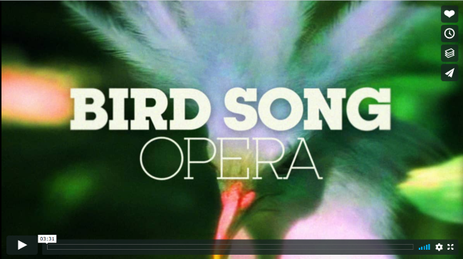 Bird Song Opera on Vimeo - Link